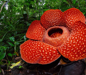 rafflesia arnoldii, Largest Flower in the World May Become Extinct