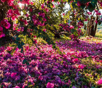 Introducing Eternity Flower: Timeless Beauty Delivered to Your Doorstep