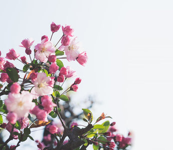 language of flowers
