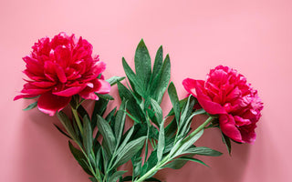 meaning of peony flowers