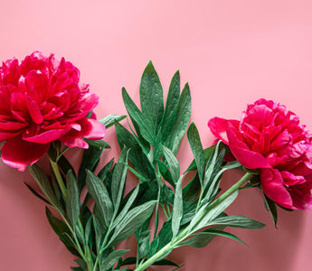 meaning of peony flowers