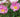 Paeonia Lactiflora