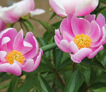 Paeonia Lactiflora