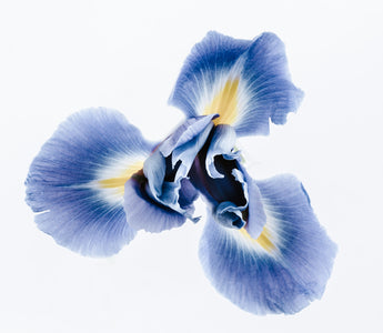 Iris Flower Meaning: What's Behind the Bloom?