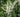 May Birth Flowers: An Insight into Springtime Blossoms