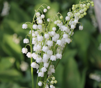 May Birth Flowers: An Insight into Springtime Blossoms
