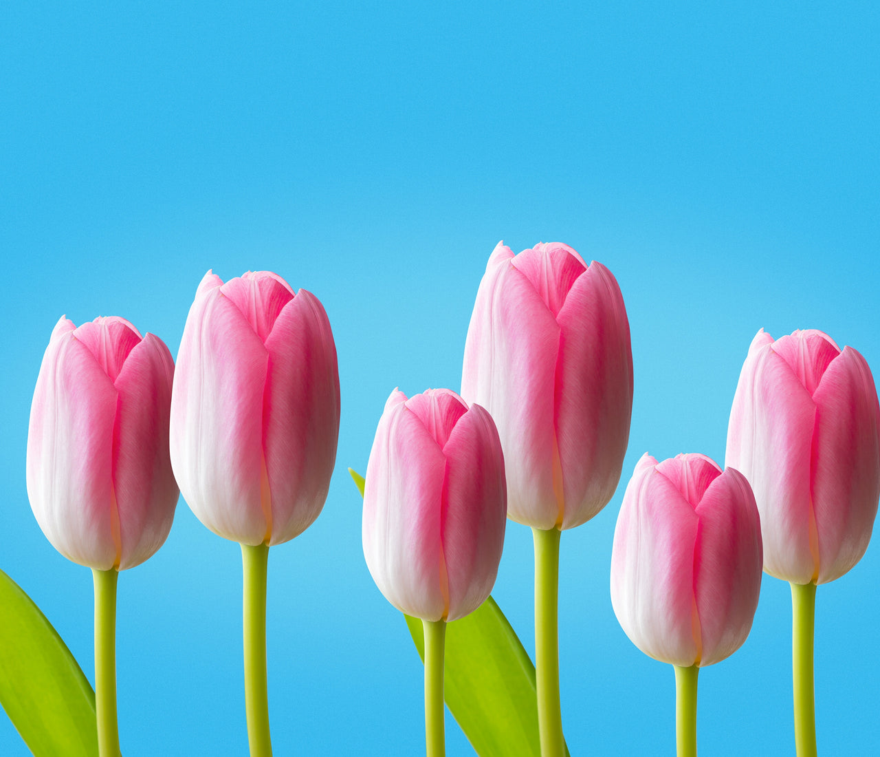 Tulips Meaning A Cultural Journey of Significance Eternity Flower®