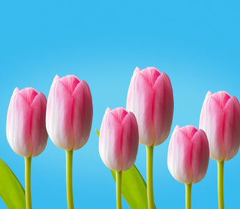 Tulips Meaning: A Cultural Journey of Significance