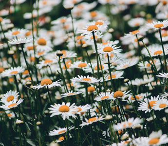 April Birth Flowers: Significance and Symbolism Explored