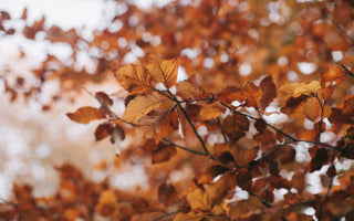 Autumn Flower Gardens: Design Ideas and Trends