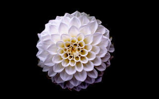 Dahlia Flower Symbolism in Love and Life