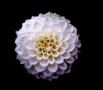 Dahlia Flower Symbolism in Love and Life