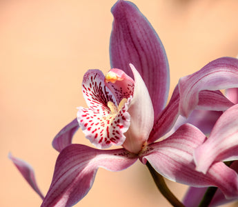 Types of Orchids: Exploring Unique Varieties and Species