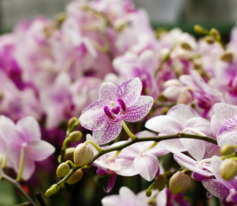 Aquarius Birth Flowers: A Comprehensive Look at Zodiac Flora