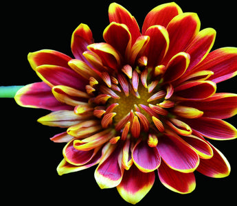 Chrysanthemum Flower Meaning