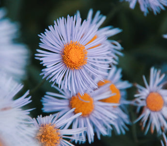 Aster flower meaning: Beauty, Myth, and Mystery