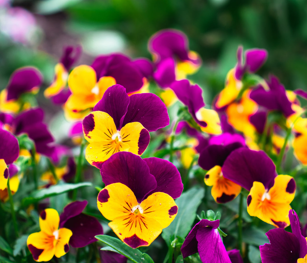 Capricorn Birth Flowers The Zodiac's Earthy Floral Journey Eternity