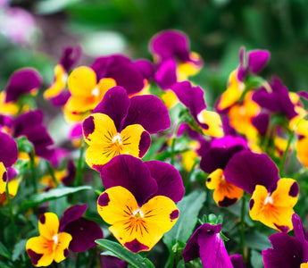 Capricorn Birth Flowers: The Zodiac's Earthy Floral Journey