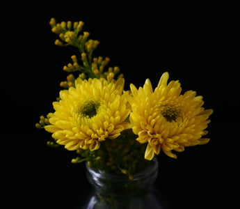 November Birth Flowers: Discover the Blooms of the Month