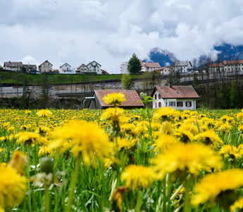 Aries Birth Flowers: The Ultimate Guide to Their Meanings