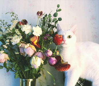 Are Roses Toxic to Cats? Crucial Facts for Cat Owners