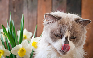 poisonous flowers for cat