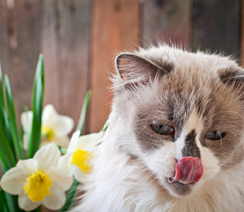 poisonous flowers for cat