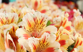 13 Long Lasting Flowers: Discover Nature's Enduring Beauties