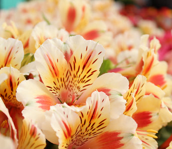 13 Long Lasting Flowers: Discover Nature's Enduring Beauties