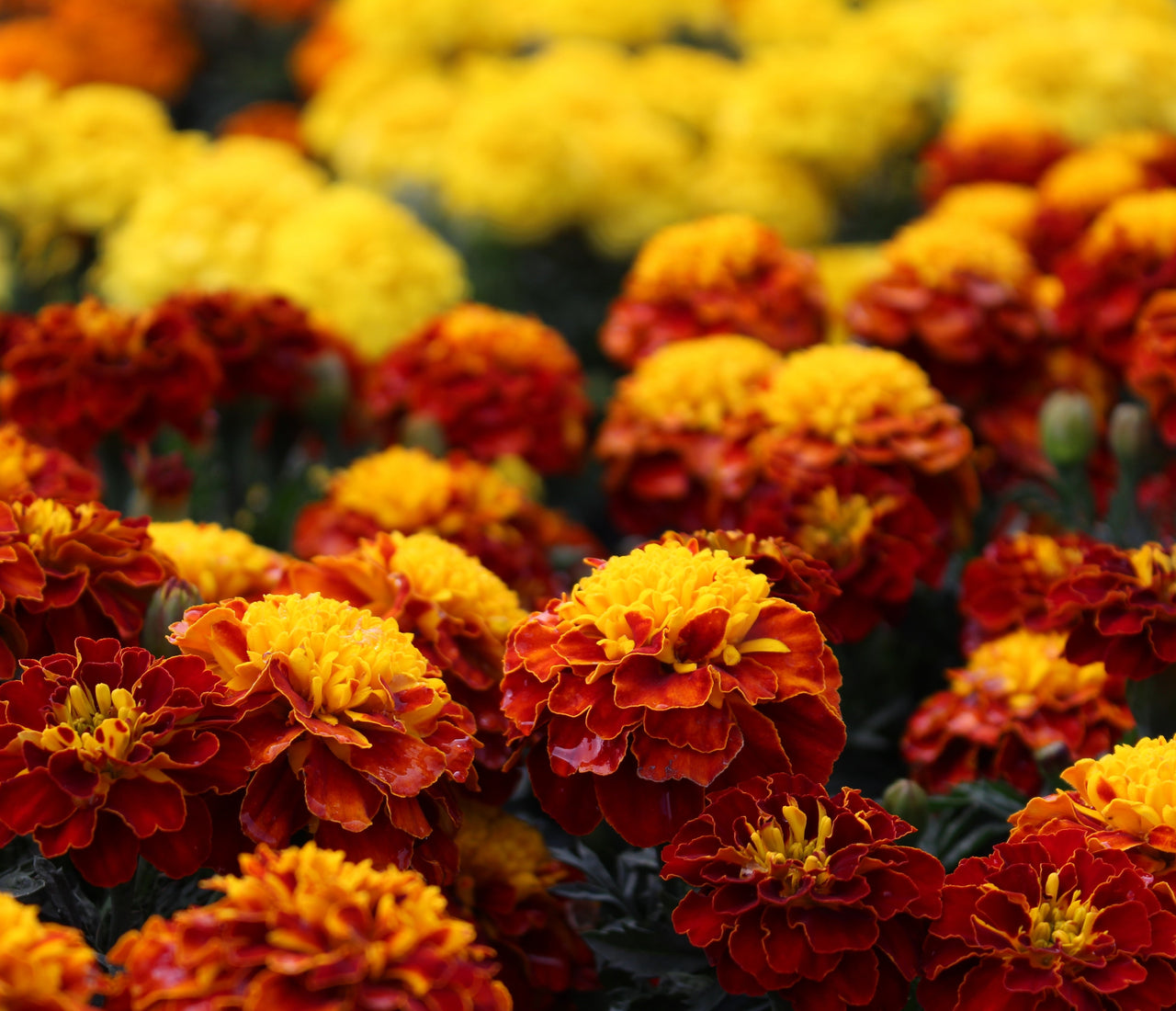 Flower Types October October Birth Flowers: Significance and Symbolism Explored – Eternity ...