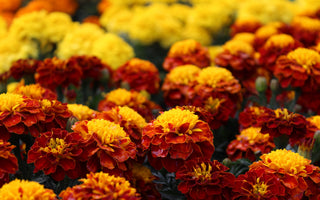 October Birth Flowers: Significance and Symbolism Explored