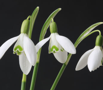 Snowdrop Flower Meaning: Symbolism of Hope and Renewal