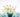 Flowers for Condolences: Expressing Sympathy and Support