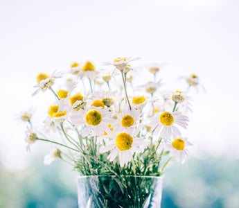 Flowers for Condolences: Expressing Sympathy and Support