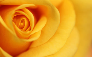 Yellow Flowers Meaning: Interpreting Flower Colors