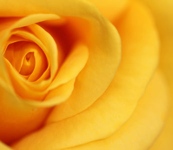 Yellow Flowers Meaning: Interpreting Flower Colors