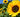 how to preserve sunflowers