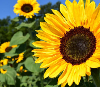 how to preserve sunflowers