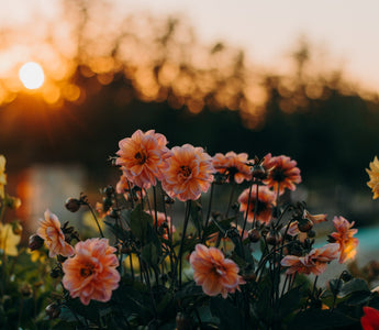 A Colorful Tale of Blooms: Expert Tips on Growing Gorgeous Summer Flowers