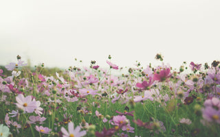 July Birth Flowers: Celebrating the Heart of Summer