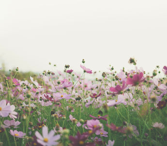 July Birth Flowers: Celebrating the Heart of Summer