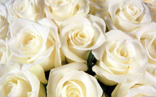 white rose meaning in relationship