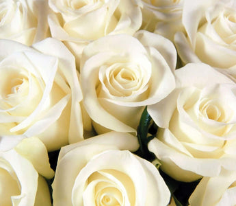 white rose meaning in relationship