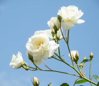 Flower for Cancer Zodiac: A Guide to Birth Month Blooms