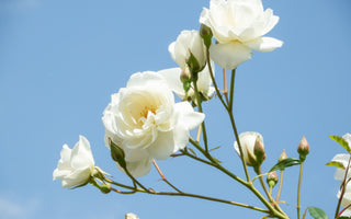 Types of White Flowers: Adding Beauty and Serenity to Your Space